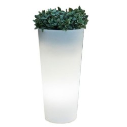 Vaso solare Ficus tondo