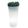 Vaso solare Ficus tondo